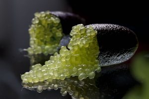 consorzio fingerlime2