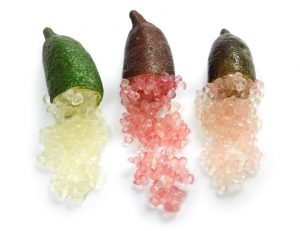 fingerlime1