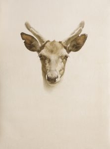 ┬®Tamer_2017_Fawn_mashio Daino_acquerello intelaiato_cm 91 x 74